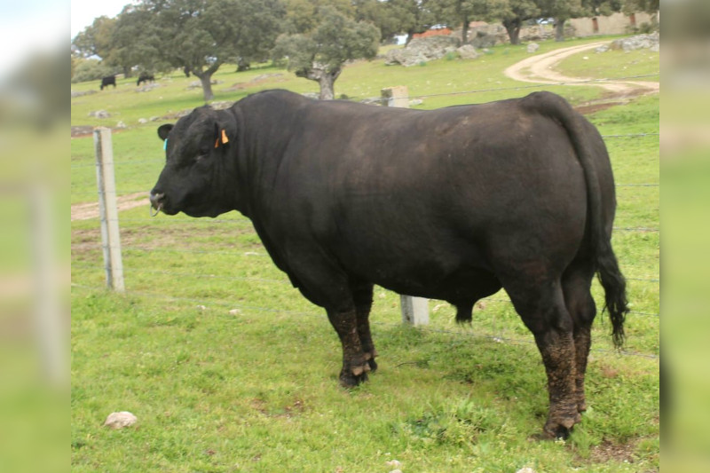 Coloso