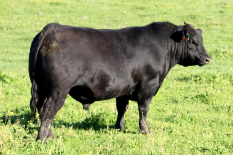Marmol